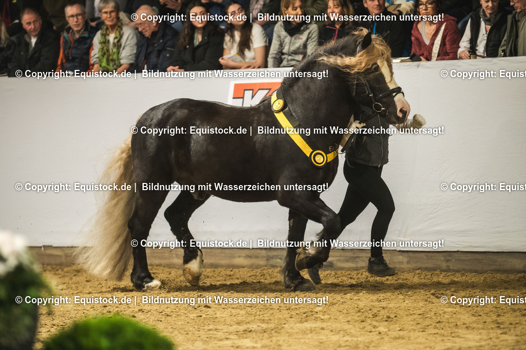 20240302_Hengstvorstellung_Marbach_TOMsPiC_0630-2 | equistock