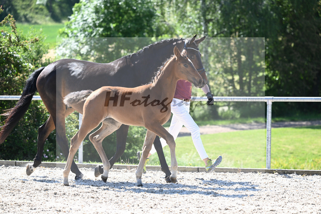Kat-Nr. 6 SF Floricello_Ochs_16230151 | hf-fotografie - Realisiert mit Pictrs.com