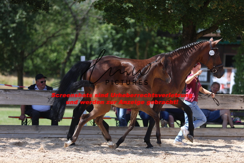 Fohlenschau_Schwäbisch_Hall_springbetonte_Fohlen_KN 32_5 | lmwpictures - Realisiert mit Pictrs.com