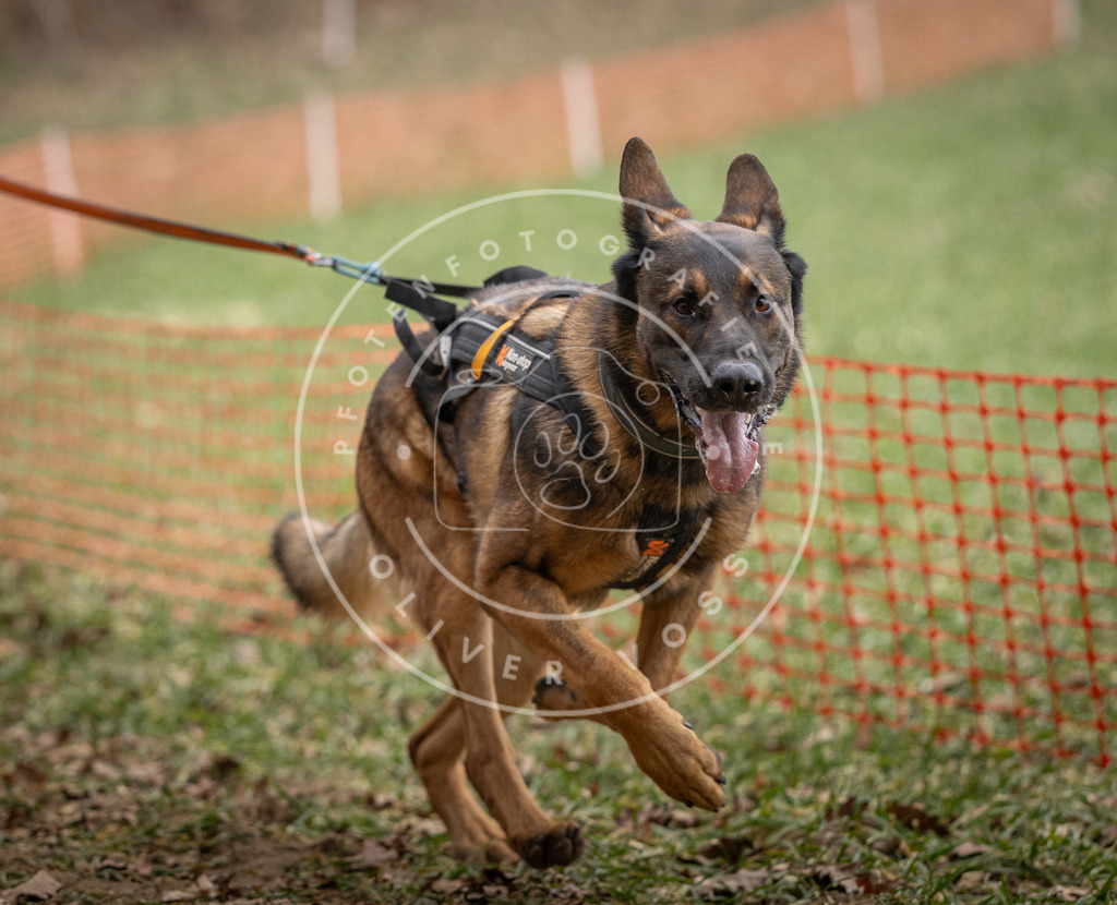 Pfotenfotografie_DV3A5428 | Hundefotografie, Tierfotograf, Pfotenfotografie, Fotoshooting Hund, Hunde Portrait, Hundesport, Hundeportraits, Heideshooting, Hunde, Sportfotograf, Hundefotograf, Turnierhundsport, THS,  - Realisiert mit Pictrs.com