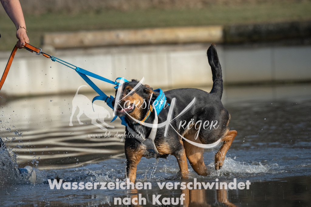 1531_ZZ91788 | kk-dogfotos