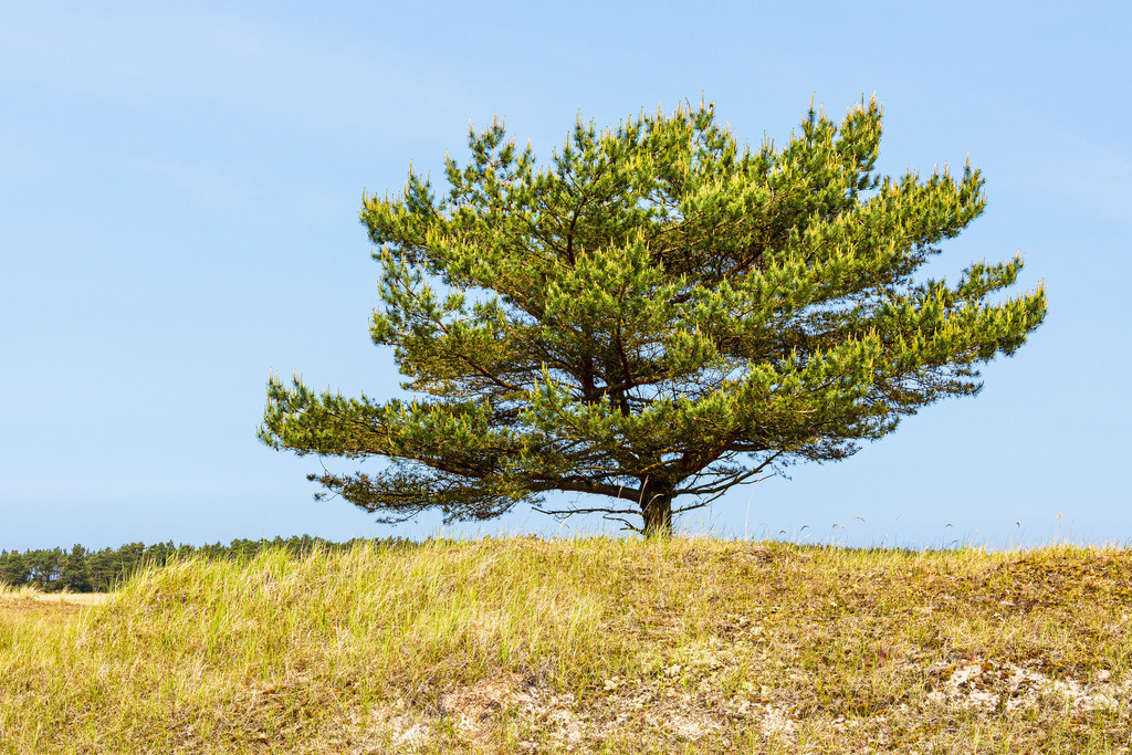 Baum in den Dünen auf dem Fischland-Darß | Baum in den Dünen auf dem Fischland-Darß.