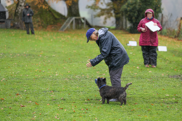 2025_Rally_Obedience_SM-111 | Ich fotografiere Hundeausstellungen, Sportanlässe, Zuchtstätten, Hundezucht, Hundeportrait, Lagotto - Realisiert mit Pictrs.com