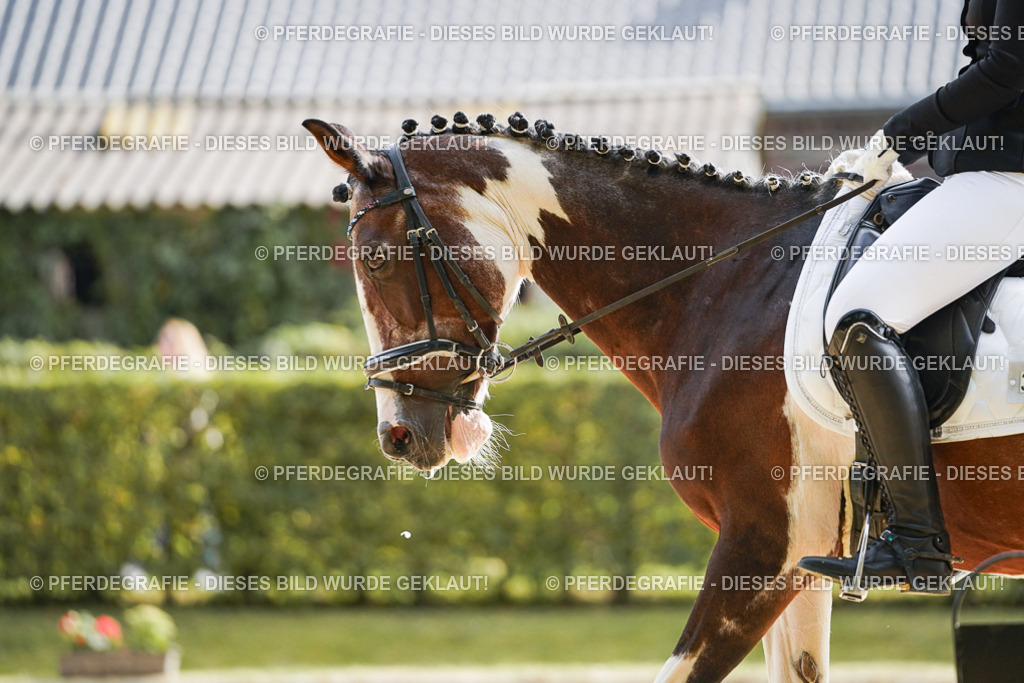 DSC04149 | Pferdegrafie