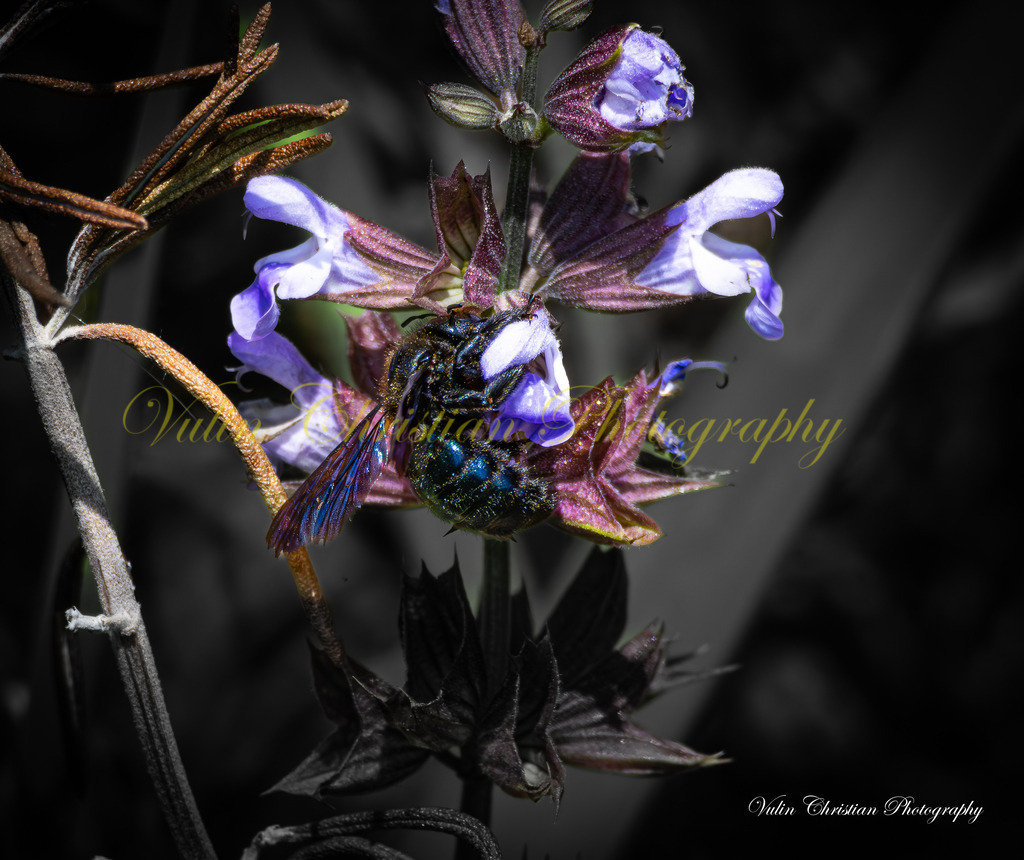 ULMA 29 | Christian Vulin  - Realisiert mit Pictrs.com