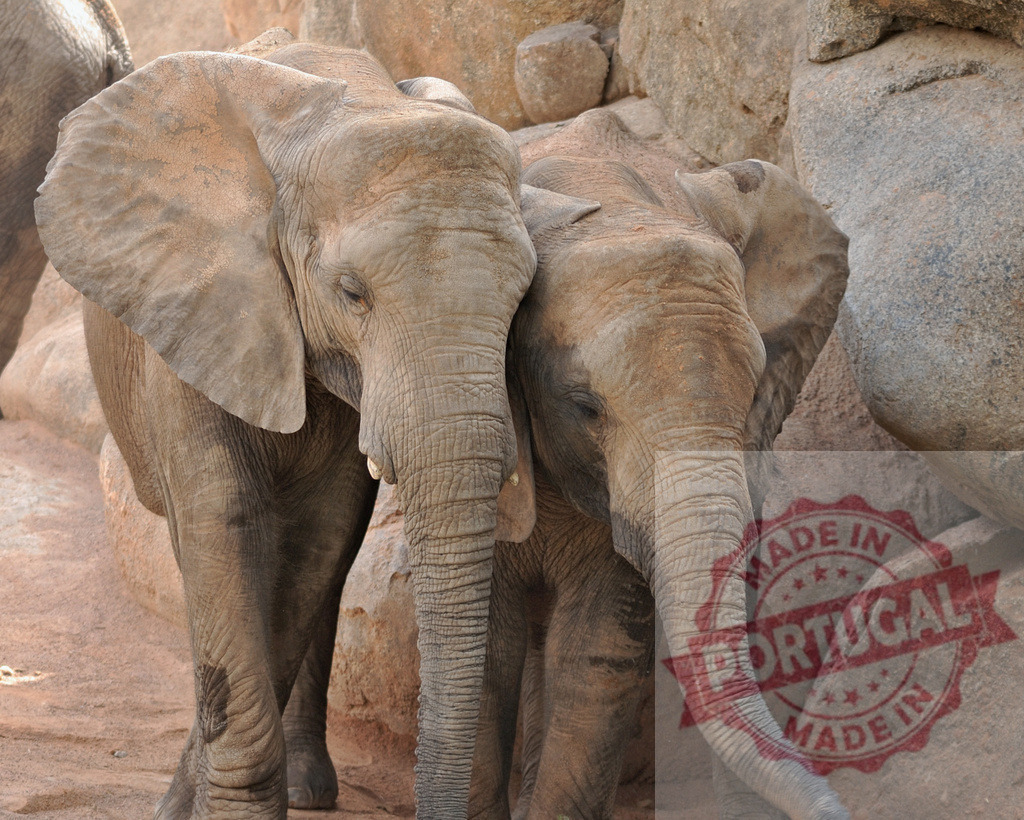 Elephants showing affection standing together in nature | Two elephants are standing close, demonstrating connection and togetherness in a wildlife setting - Realisiert mit Pictrs.com
