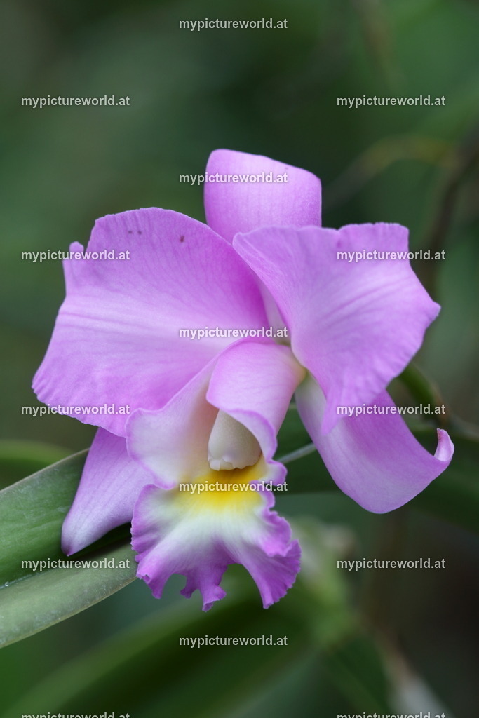 Cattleya-004 | Das Bilderarchiv über Tiere, Planzen und Landschaften. In der Bilddatenbank finden Sie ein große Auswahl an hochwertigen Bilder für Ihre Werbung - Realized with Pictrs.com
