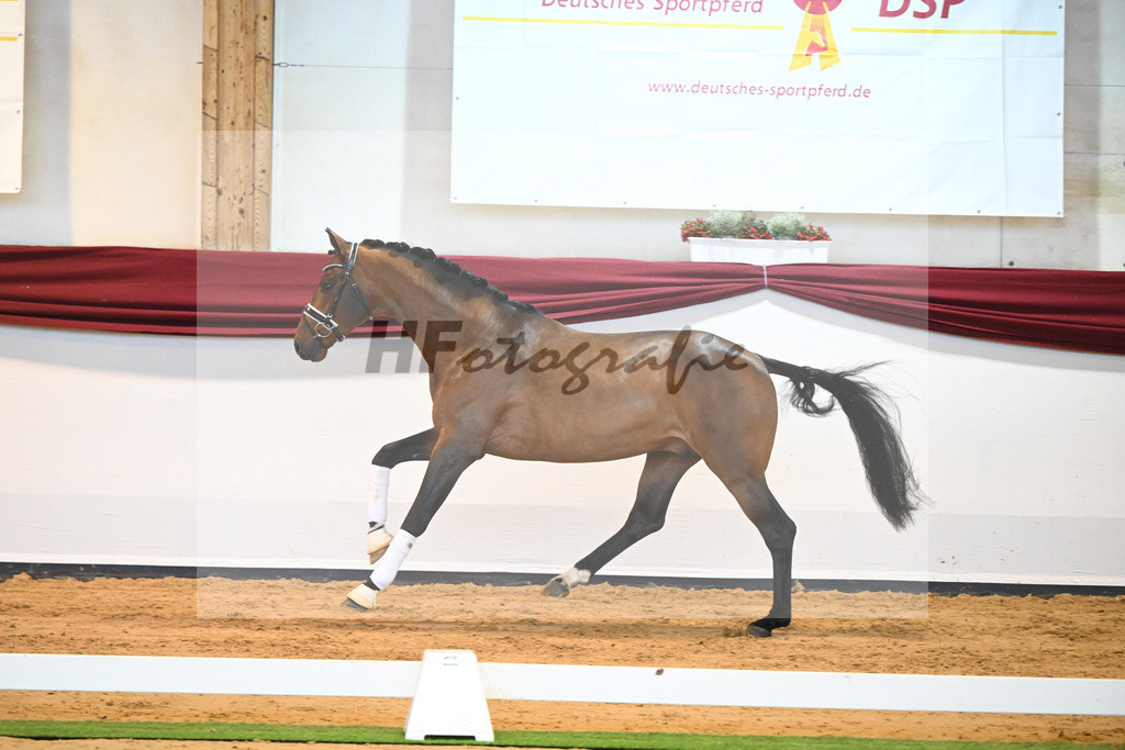 Kat-Nr. 64 v. Vitalis_Bock_66222185 | hf-fotografie - Realisiert mit Pictrs.com