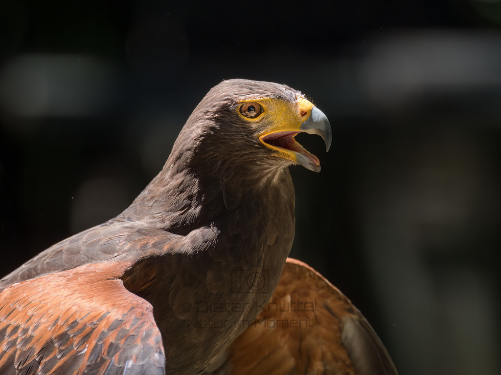 P1000273-Bearbeitet-2017-LR | Natur im Moment - Realisiert mit Pictrs.com