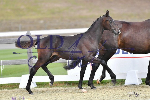 25 DE433330296723 FRE Negro - Fürstenball - Sandro Hit_DSC_0020 Kopie | <meta name="description" content="★Offizieller Merchandise und Foto-/Videostore des Oldenburger Verbandes.★ ✅Jetzt auch digital Ausdrucke erhältlich." />
<meta name="keywords" content="Merchandise Foto-/Videostore Oldenburger Verband Photographie 