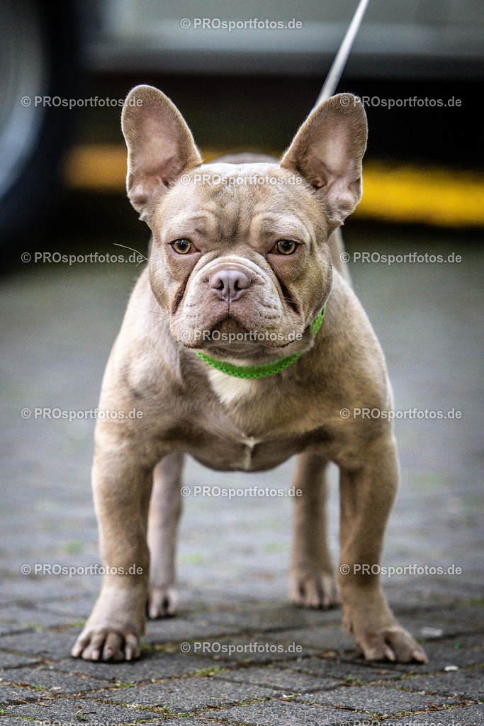 13. Koelner Leselauf in Koeln, 25.05.2023 | Impressionen vom 13. Koelner Leselauf am 25.05.2023 im Sportpark Muengersdorf in Koeln. Foto: BEAUTIFUL SPORTS/Axel Kohring