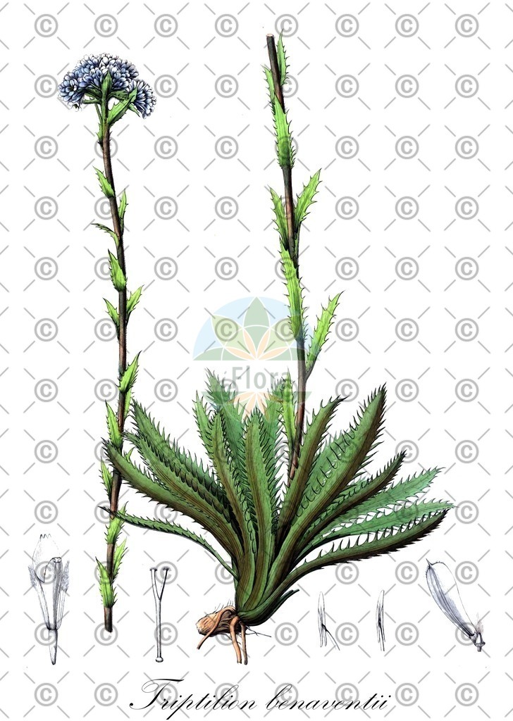 HistAbb_wfo-0000904921_1_ENZY_Simple | Historische Abbildung von Triptilion benaventii - Asteraceae | Historical Illustration of Triptilion benaventii - Asteraceae