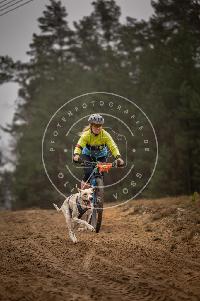 Pfotenfotografie_DV3A3076 | Hundefotografie, Tierfotograf, Pfotenfotografie, Fotoshooting Hund, Hunde Portrait, Hundesport, Hundeportraits, Heideshooting, Hunde, Sportfotograf, Hundefotograf, Turnierhundsport, THS,  - Realisiert mit Pictrs.com