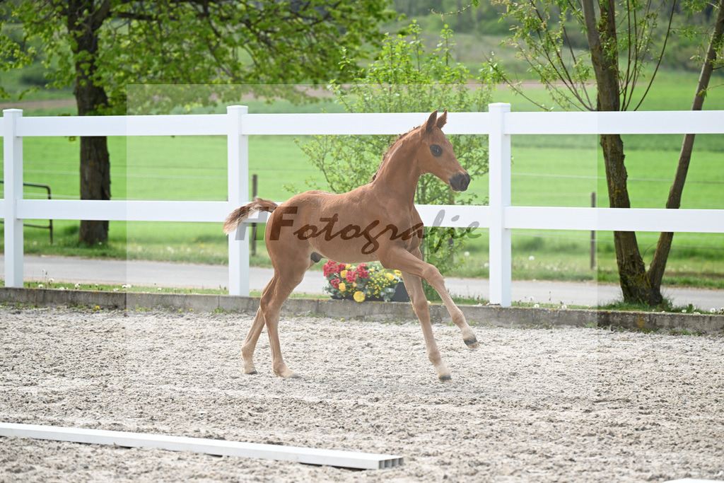 Kat-Nr. 5 HF Von Und Zu x Escamillo_von Unger_23260152 | hf-fotografie - Realisiert mit Pictrs.com
