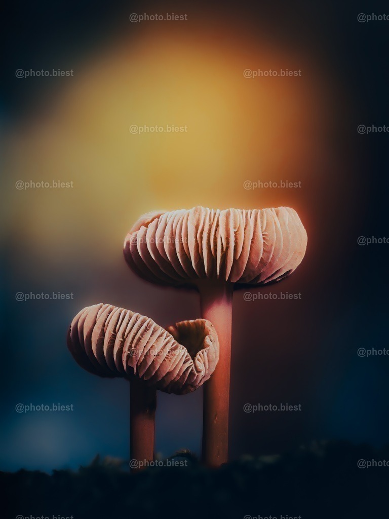 Soft together | Zwei kleine Pilze im Wald. - Realisiert mit Pictrs.com