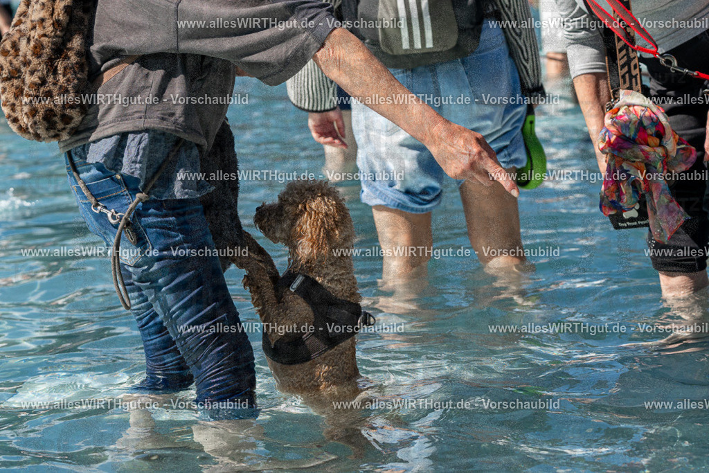 Hundeschwimmen_Volksbad_2026-allesWIRTHgut_Tierfotografie-2609061306-FAY06669 | Professionelle Tierfotografie in Mönchengladbach von Daniel Wirth (allesWIRTHgut). Liebevolle & natürliche Bilder von Hunden & Katzen für unvergessliche Erinnerungen.