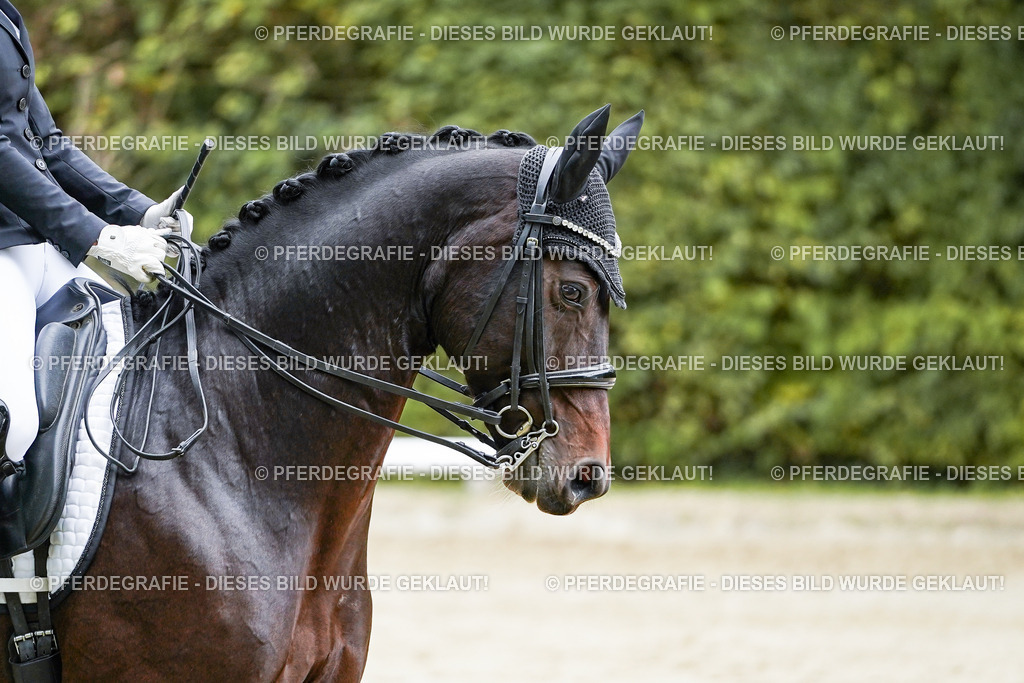 DSC09135 | Pferdegrafie