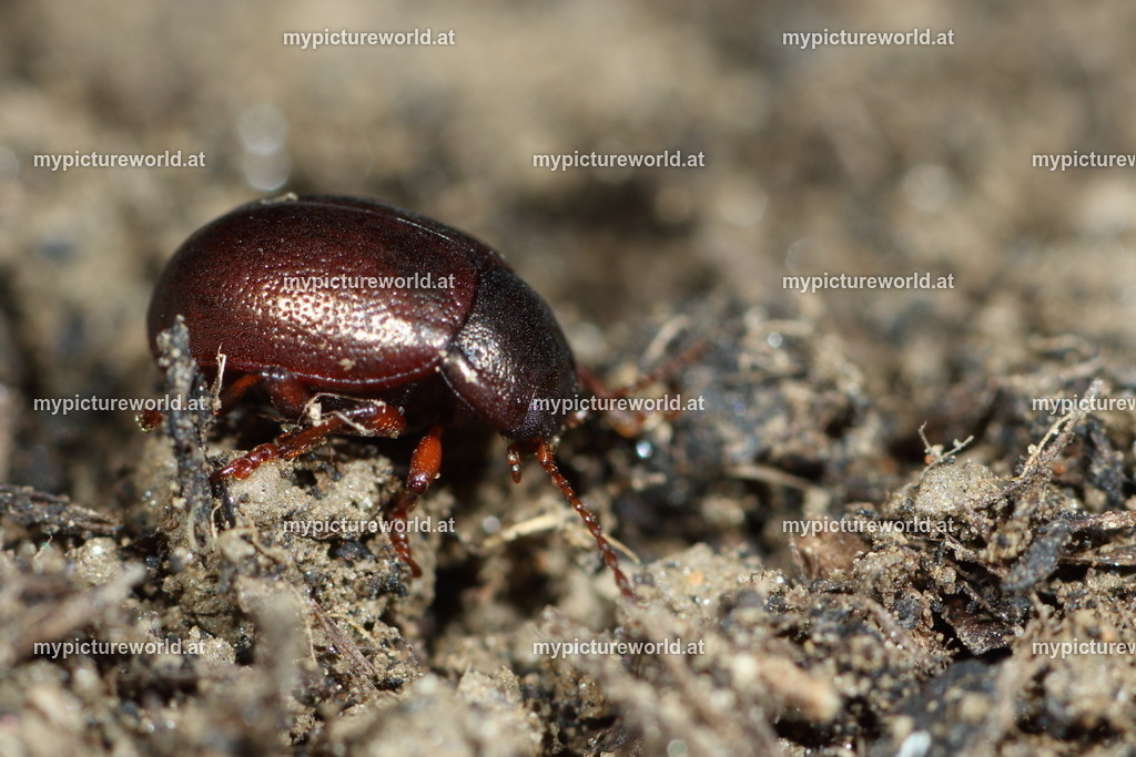Chrysolina varians-003 | Das Bilderarchiv über Tiere, Planzen und Landschaften. In der Bilddatenbank finden Sie ein große Auswahl an hochwertigen Bilder für Ihre Werbung - Realized with Pictrs.com
