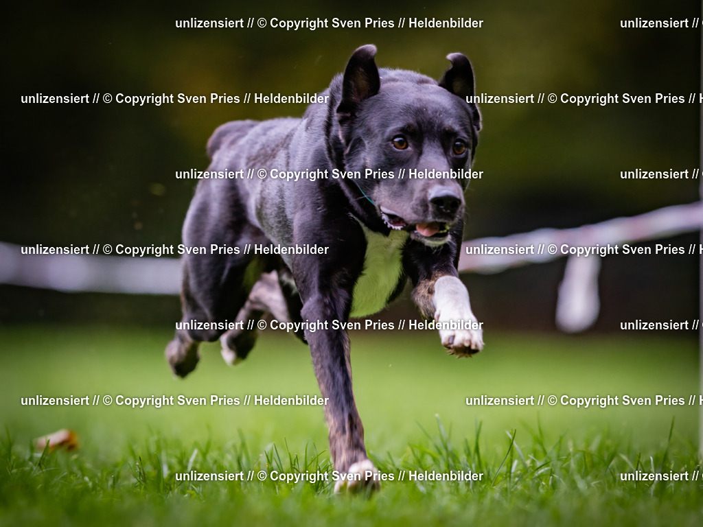 Sven Pries | 2024-10-19 - Hunderennen Ober-Grombach - Realisiert mit Pictrs.com