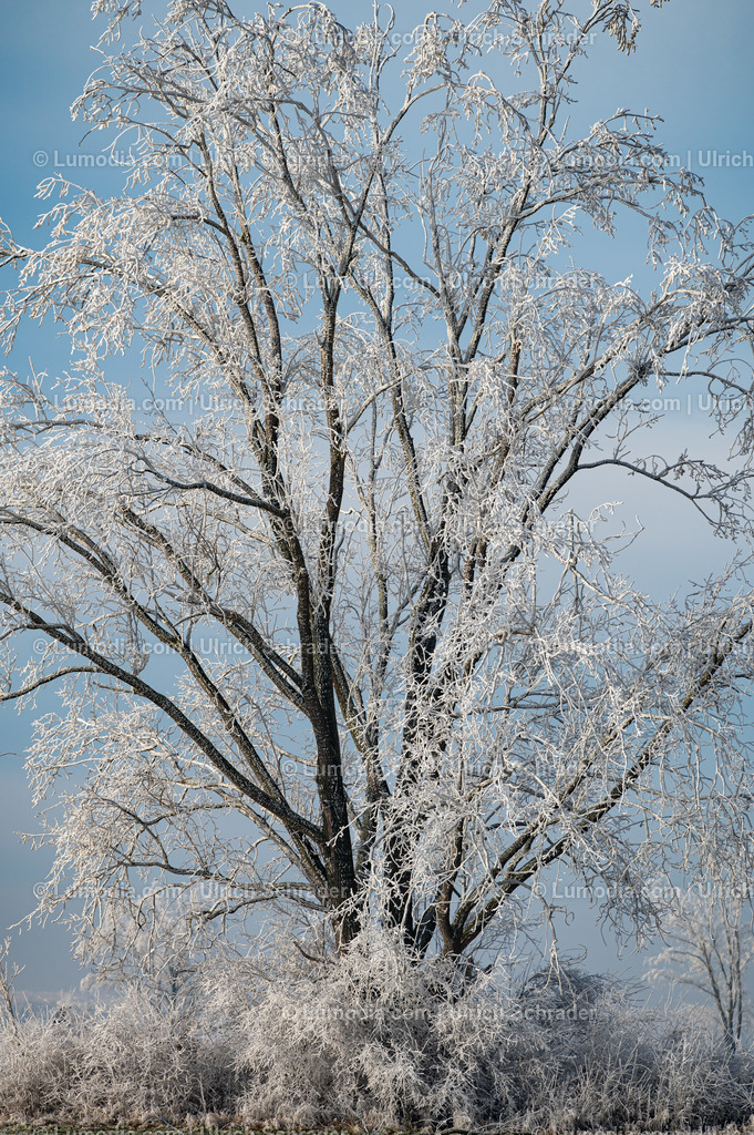 10049-13479 - Winterzauber im Großen Bruch | Stockfoto und Bilderpool mit Bildmaterial aus Deutschland, dem Harz, Halberstadt, Quedlinburg, Wernigerode und weltweit. Qualitativ hochwertige und professionelle Fotos anschauen und kaufen. - Realisiert mit Pictrs.com