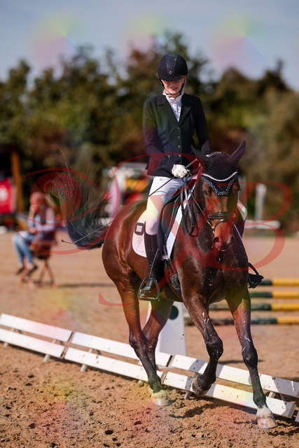 2026_10_03_Siefer-Hof_125801_Z81_47576898 | Professionelle Reitsport-, Turnier- und Eventfotografie von Robert Broda. Galerien mit ausgewählten und bearbeiteten Bildern direkt online ansehen und bestellen.