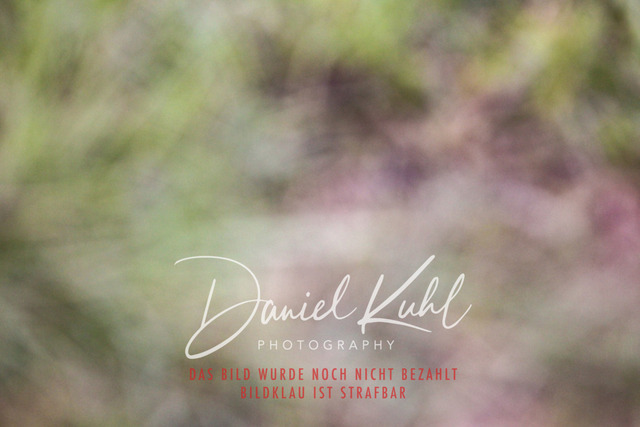 DKP45264 | Turniersportfotografie; Pferdefotografie; Dressurfotografie