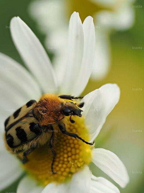 Gebänderter Pinselkäfer (Trichius fasciatus) | Der Gebänderte Pinselkäfer (Trichius fasciatus) ist ein 9–12 mm großer, stark behaarter Blatthornkäfer mit gelben bis orangefarbenen Flügeldecken und variabler schwarzer Bänderung. Er gehört zur Unterfamilie der Rosenkäfer und wird häufig auf Blüten, besonders Doldenblütlern, beobachtet.
 –  – 
The Bee Beetle (Trichius fasciatus) is a 9–12 mm strongly hairy scarab beetle with yellow to orange elytra and variable black banding. It belongs to the rose chafer subfamily and is commonly found on flowers, especially umbellifers. - Realisiert mit Pictrs.com