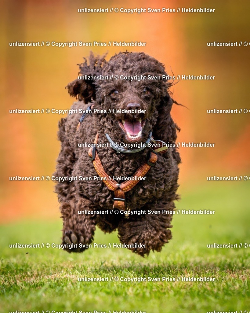 Sven Pries | 2024-09-22 - Hunderennen Baden-BadenPudelverein - Realisiert mit Pictrs.com