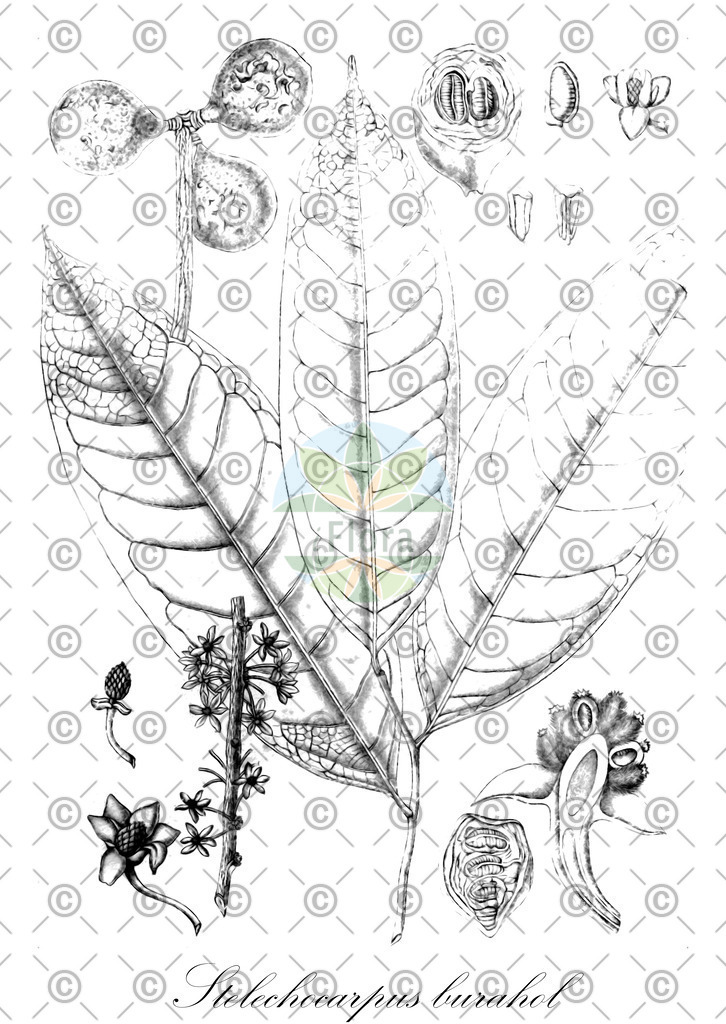 HistAbb_wfo-0000738860_1_ENZY_Simple | Historische Abbildung von Stelechocarpus burahol - Annonaceae | Historical Illustration of Stelechocarpus burahol - Annonaceae