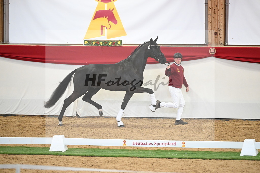 Kat.-Nr. 49 v. Debutant PS_Greim_2250147 | hf-fotografie - Realisiert mit Pictrs.com