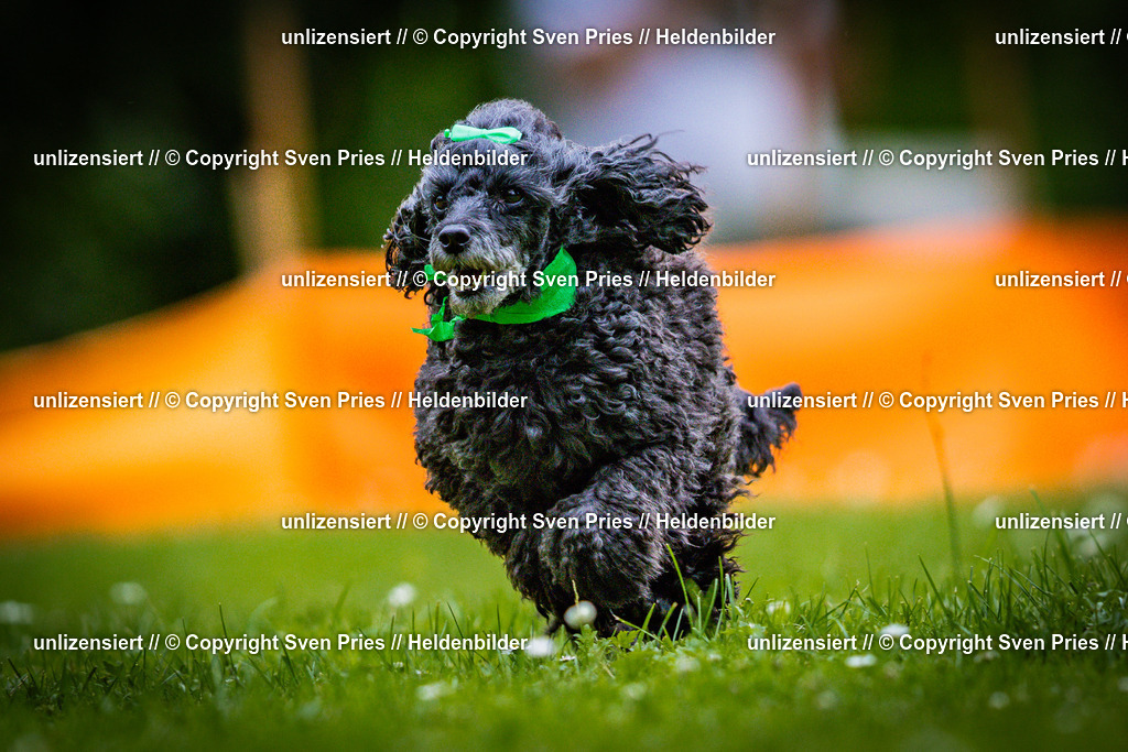 Sven Pries | 2025-05-29 - Pudelrennen KA-Durlach - Realisiert mit Pictrs.com