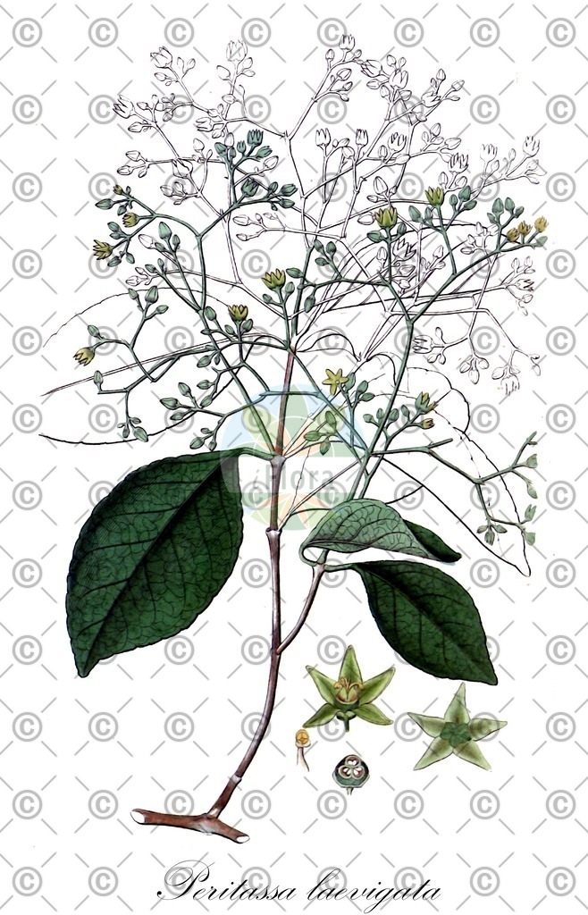 HistAbb_wfo-0000132598_1_ENZY_Simple | Historische Abbildung von Peritassa laevigata - Celastraceae | Historical Illustration of Peritassa laevigata - Celastraceae