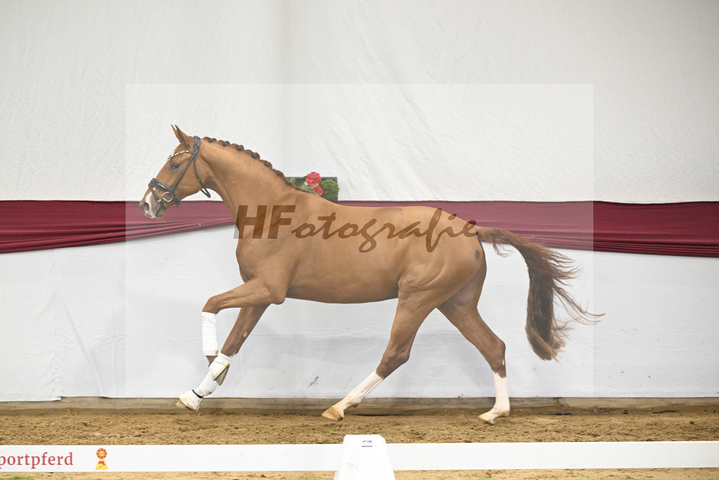 Kat-Nr. 27 Escaneno x Diamond Hit_Schulze Averdiek Sportpferde und Aufzucht GbR_47250911 | hf-fotografie - Realisiert mit Pictrs.com