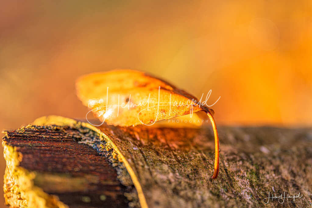 DSC03592 | Landschaftsfotografie, Naturfotografie - Realisiert mit Pictrs.com