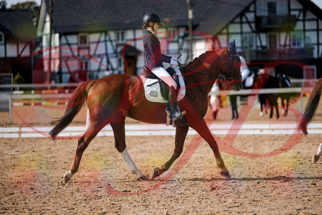 2026_10_03_Siefer-Hof_132800_Z63_87651021 | Professionelle Reitsport-, Turnier- und Eventfotografie von Robert Broda. Galerien mit ausgewählten und bearbeiteten Bildern direkt online ansehen und bestellen.