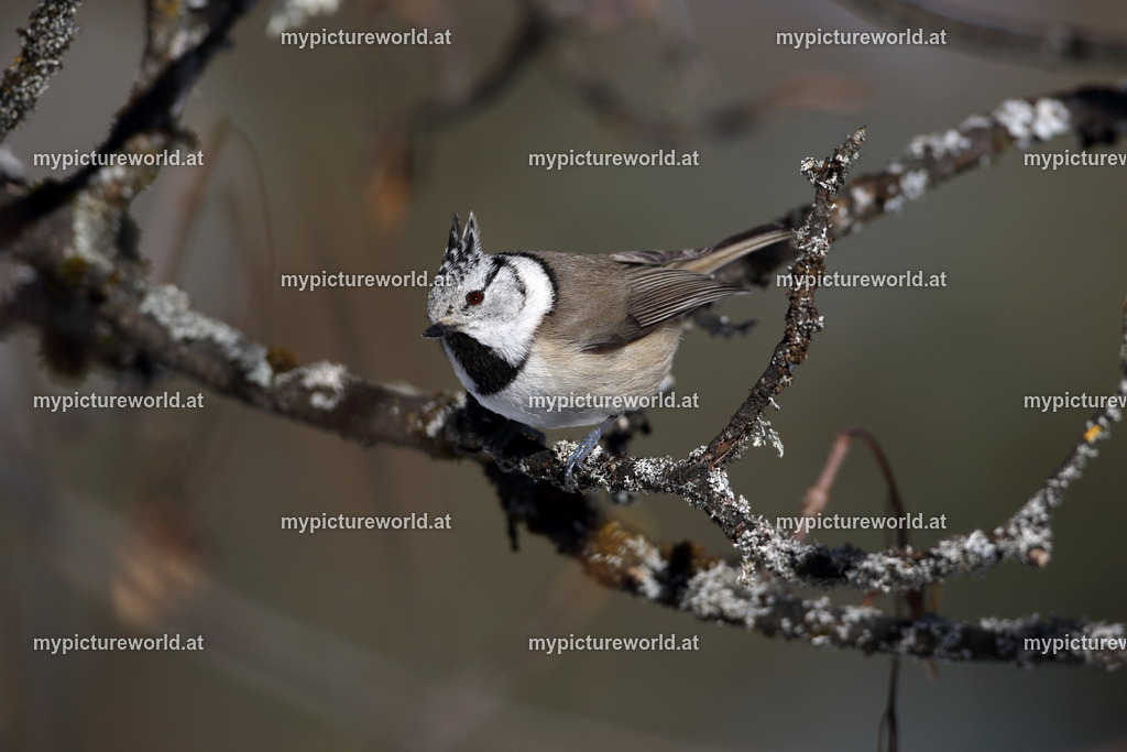 Haubenmeise-028 | Das Bilderarchiv über Tiere, Planzen und Landschaften. In der Bilddatenbank finden Sie ein große Auswahl an hochwertigen Bilder für Ihre Werbung - Realisiert mit Pictrs.com