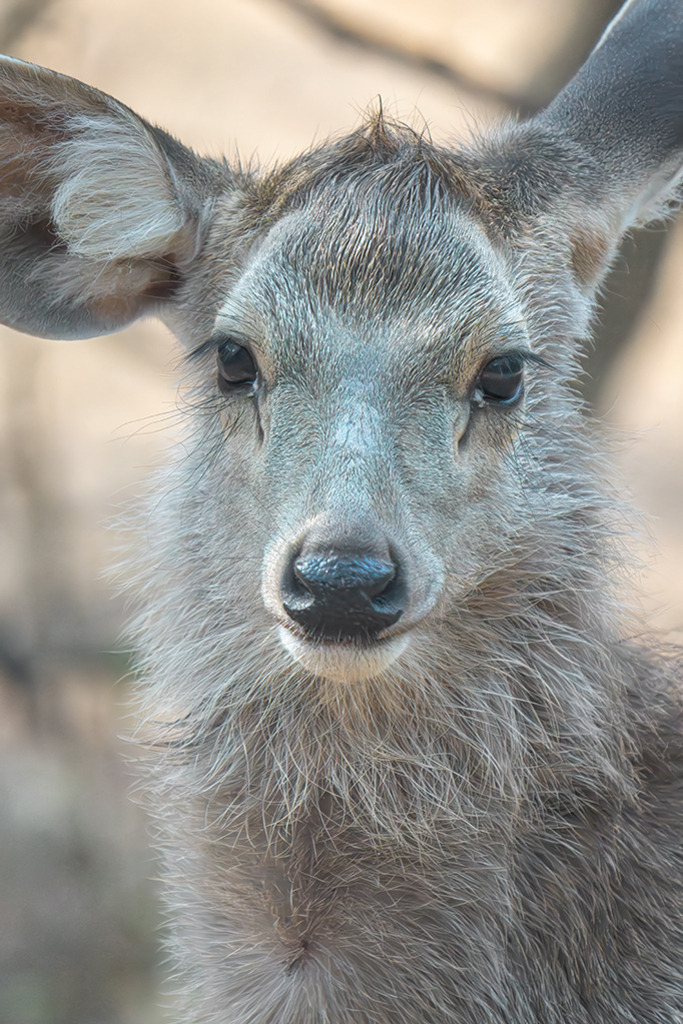 Sambar-Hirsch Porträt | Indien | Premium-Wandbild von justsomewhere.com: Ein detailliertes Close-up-Porträt eines indischen Sambar-Hirsches mit großen Ohren und dichtem, grau-braunem Fell, der direkt in die Kamera blickt. - Realisiert mit Pictrs.com