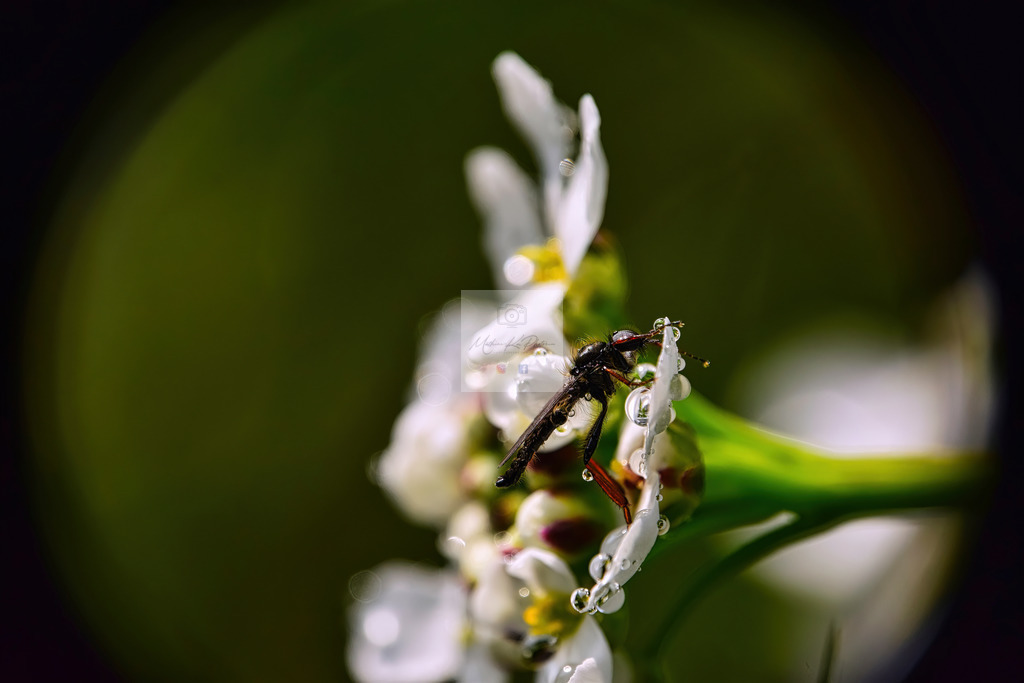 Makro - tierisch (12) | Buche Fotoshootings und entdecke hochwertige Fotoprodukte bei Mathias Ku Photos. Personalisiert, kreativ & mit Liebe zum Detail. Jetzt informieren! - Realisiert mit Pictrs.com