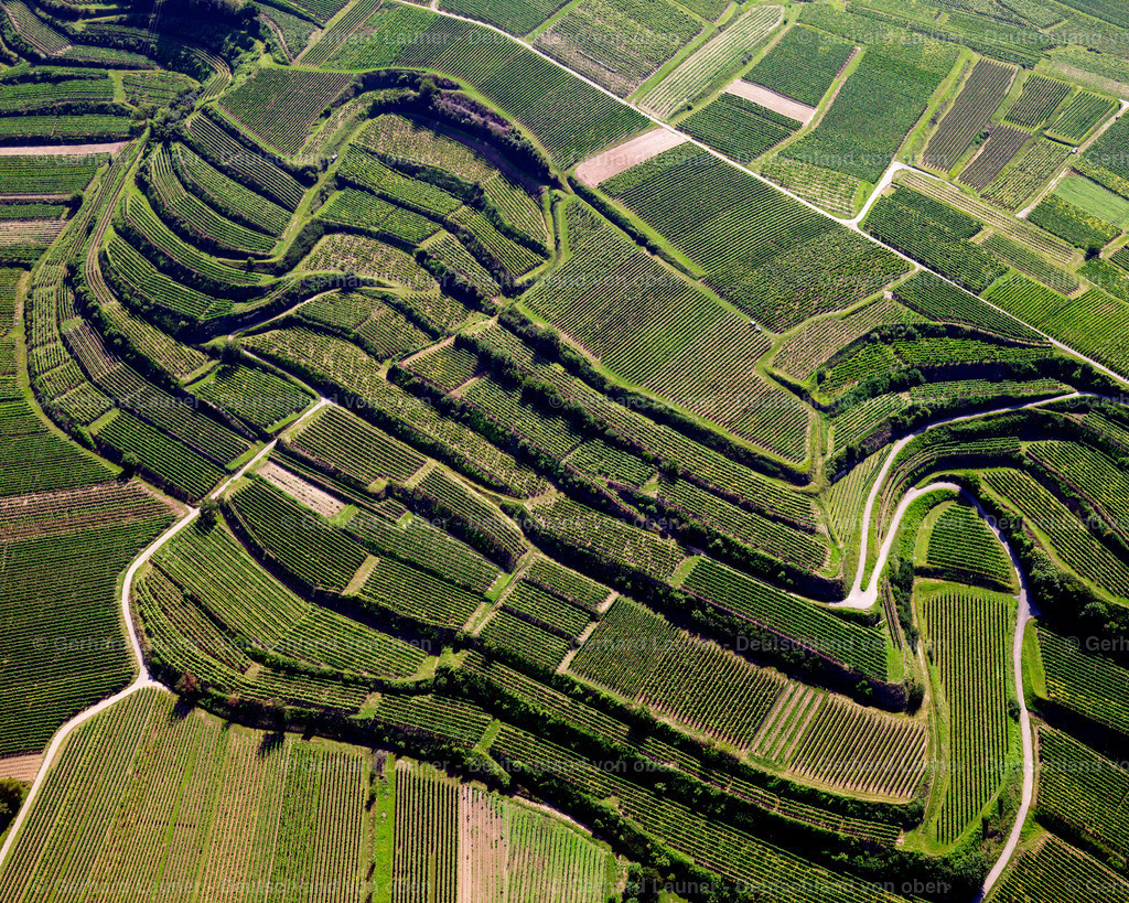 2700049 | Terrassenweinberge bei Jechtingen, Kaiserstuhl