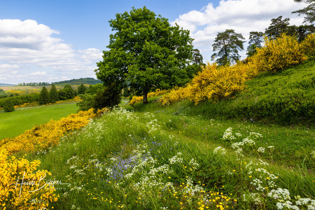 Westfeld und Umgebung 015 | Bilder und Impressionen zu jeder Jahreszeit aus dem Sauerland im Naturpark Sauerland-Rothaargebirge - Realisiert mit Pictrs.com