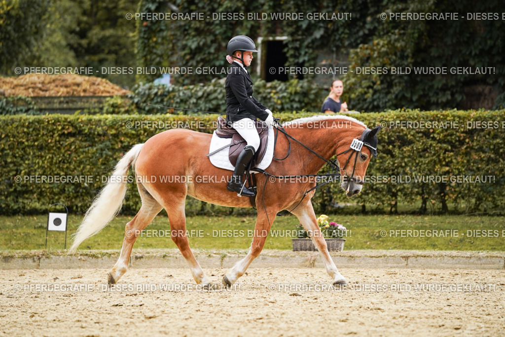 DSC00657 | Pferdegrafie