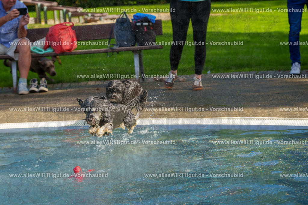 Hundeschwimmen_Grefrath_2026-allesWIRTHgut_Tierfotografie-13_10-FAY00536 | Professionelle Tierfotografie in Mönchengladbach von Daniel Wirth (allesWIRTHgut). Liebevolle & natürliche Bilder von Hunden & Katzen für unvergessliche Erinnerungen.