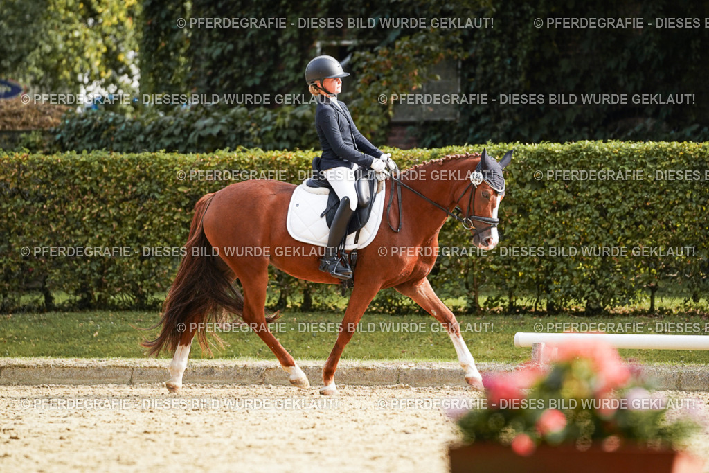 DSC05184 | Pferdegrafie