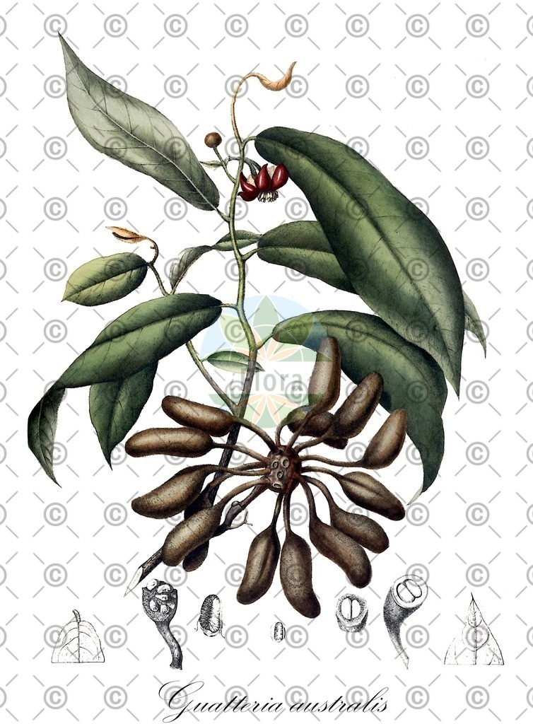 HistAbb_wfo-0000711645_1_ENZY_Simple | Historische Abbildung von Guatteria australis - Annonaceae | Historical Illustration of Guatteria australis - Annonaceae