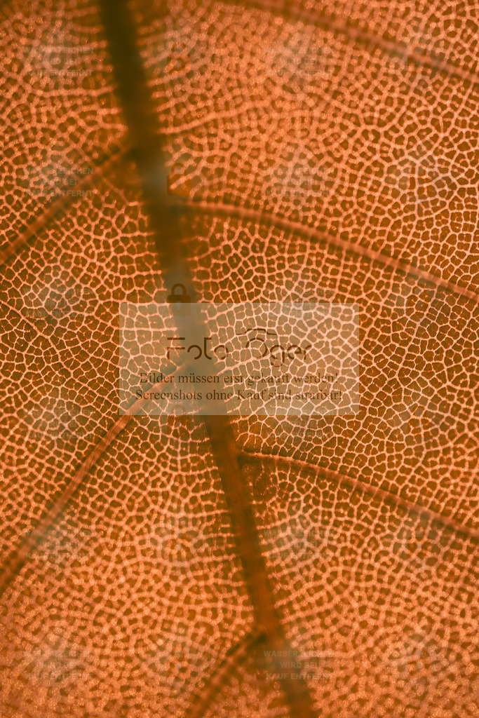 Struktur des Herbstes | Ein einzelnes Blatt, eingefangen in faszinierender Detailtiefe.Die feinen Adern und warmen Farbtöne erzählen vom Wandel der Jahreszeit – ein stilles Kunstwerk der Natur, das zeigt, wie schön Vergänglichkeit sein kann. - Realisiert mit Pictrs.com