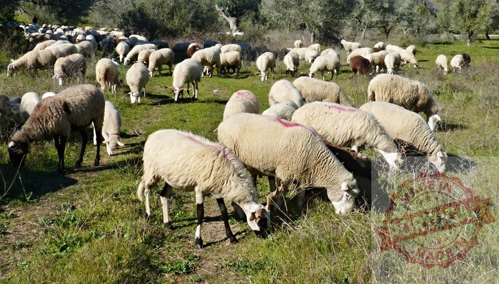 Flock of sheep grazing on green farm pasture | Flock of sheep grazing freely on a farm pasture in the countryside - Realized with Pictrs.com