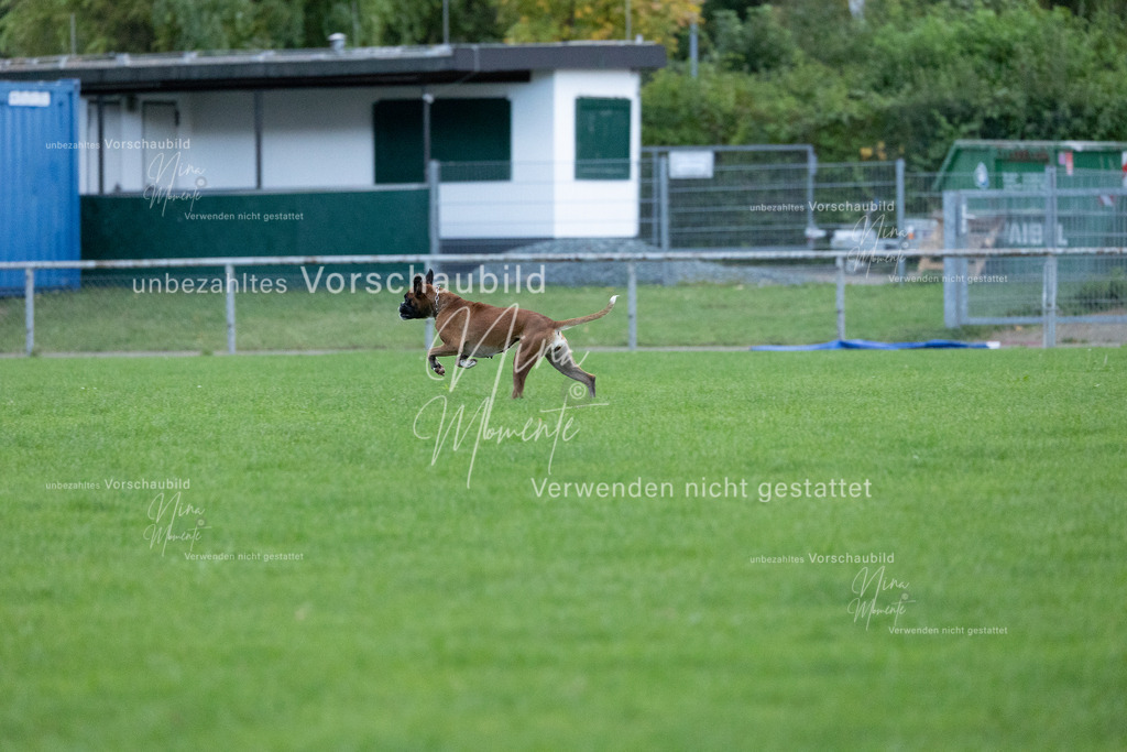_16A4727 | Einzigartige Fotos von Hunden & Menschen –Actionfotos, Portraits, Vereinsaufnahmen & Paarshootings – authentisch, lebendig & mit Herz.