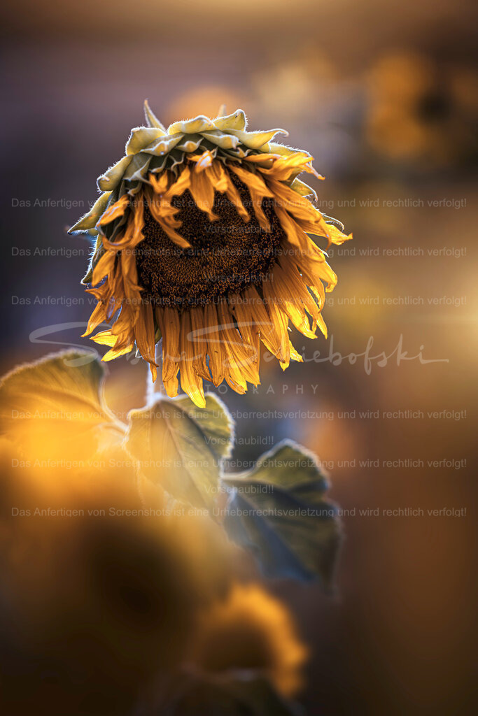 Fading Beauty | Exklusive Naturfotografie für stilvolle Wanddekoration ★ Premium Wandbilder Made in Germany ✔️ FineArt Drucke & Downloads ✔️ Brillante Farben, höchste Qualität & weltweiter Versand ✔️ - Realisiert mit Pictrs.com