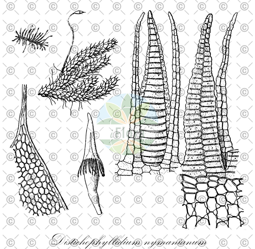 HistAbb_EMP_7400430_1_SIMPLE | Historische Abbildung von Distichophyllidium nymanianum - Daltoniaceae | Historical Illustration of Distichophyllidium nymanianum - Daltoniaceae