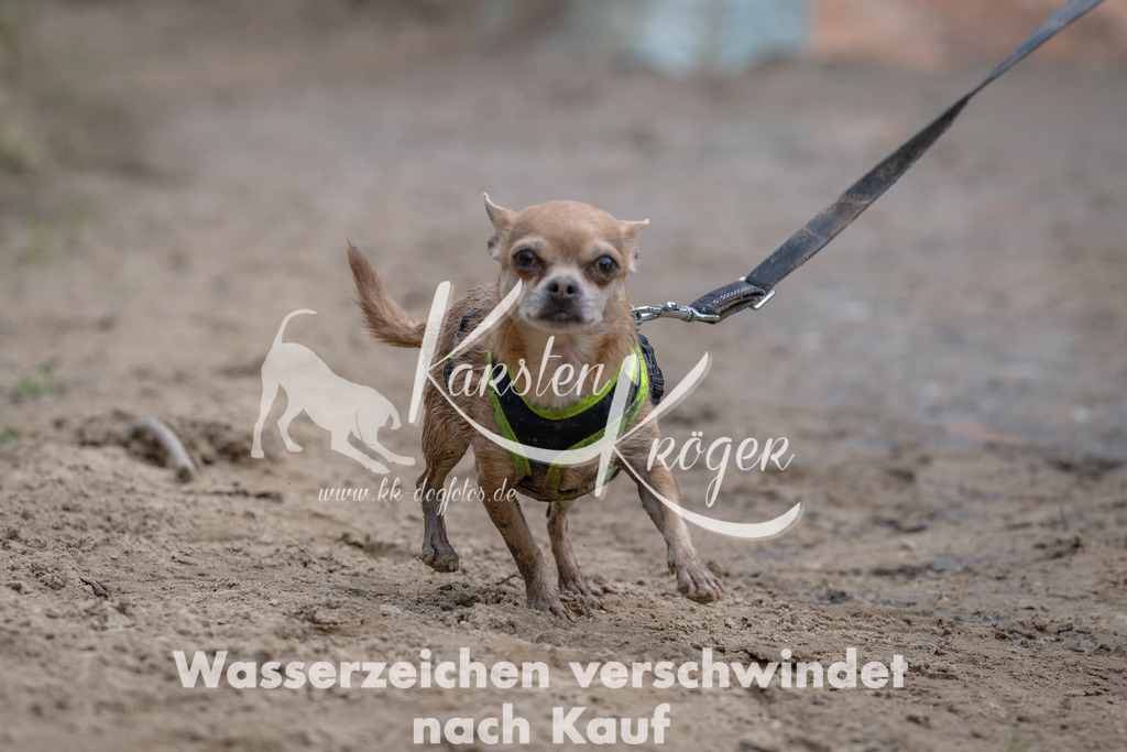 1100_ZZ98634 | kk-dogfotos